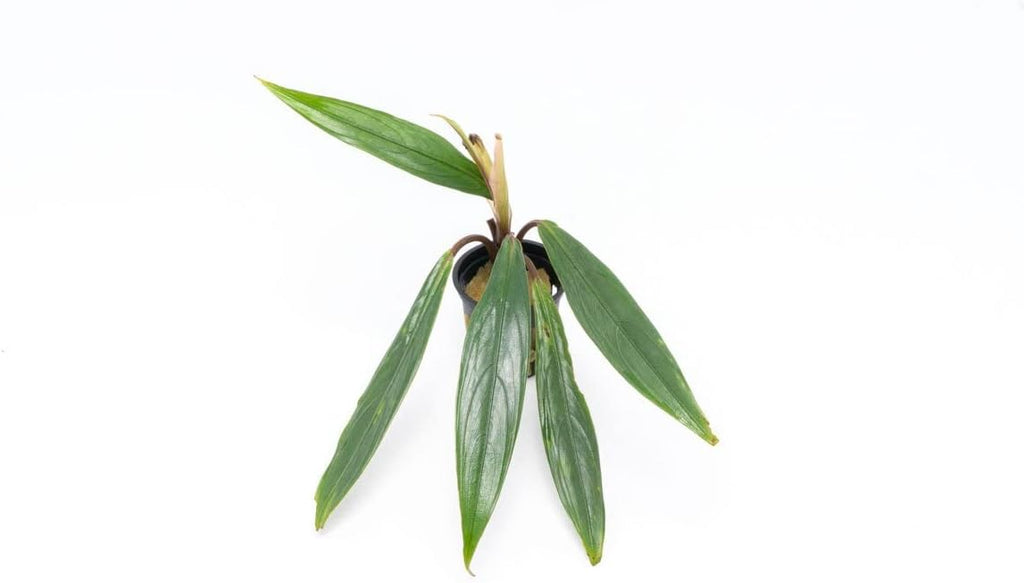 SubstrateSource Bucephalandra Goliath Potted Live Aquarium Plant - Natural Freshwater Fish Tank Decorations, Aquatic Décor