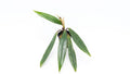 SubstrateSource Bucephalandra Goliath Potted Live Aquarium Plant - Natural Freshwater Fish Tank Decorations, Aquatic Décor