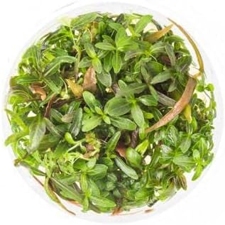 SubstrateSource Live Plant - Hygrophila Lancea Araguaia Tissue Culture Aquatic Live Aquarium Plant - 100% Snail Free in Vitro Cup (Hygrophila Araguaia)