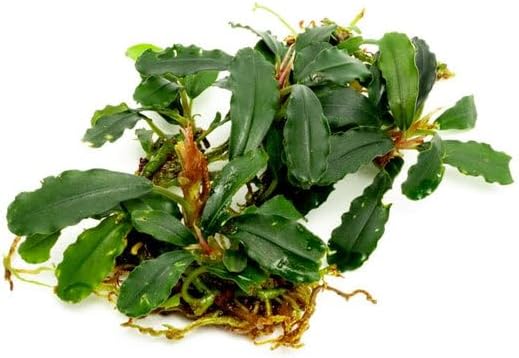 SubstrateSource Bucephalandra Titan #2 Live Aquarium Plant - Natural Freshwater Fish Tank Decorations, Aquatic Decor (Plant (10-15 Leaves))