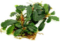SubstrateSource Bucephalandra Titan #2 Live Aquarium Plant - Natural Freshwater Fish Tank Decorations, Aquatic Decor (Plant (10-15 Leaves))