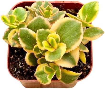 2" Sedum Sunsparkler Lime Unique Succulents Plants Live, Live Starter Succulent Plants, Easy Care House Plants Rooted in Succulent Soil Mix, by The Succulent Cult