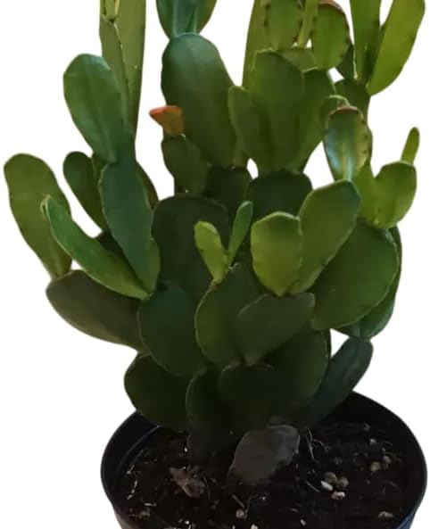 Assorted Easter Cactus Plant Assorted Spring Cactus Rhipsalidopsis Flowers Plant, Holiday Cactus Live Plant 4-6 Inch Tall