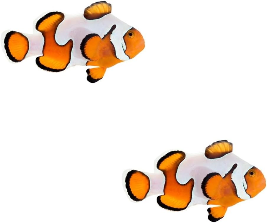 2-Pack Gladiator Ocellaris Clownfish, Live Saltwater Marine Aquarium Fish, Reef Safe, Captive Bred, Premium Designer for Community Tanks