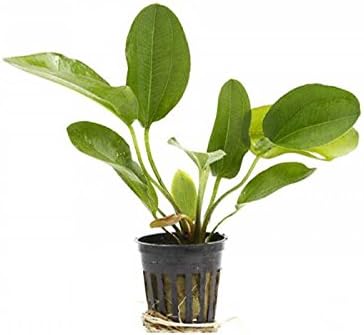 Potted Live Aquarium Plants Bundle - Easy and Snail Free Aquatic Plants (4 Pots)