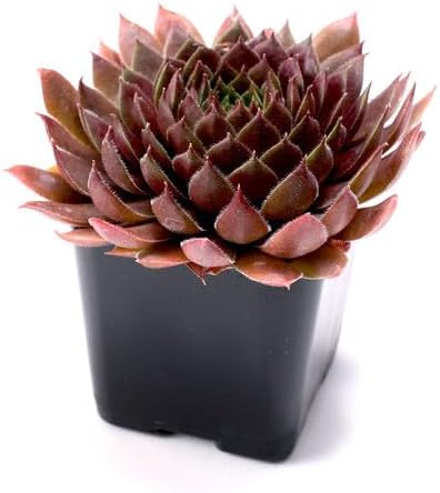 Mountain Crest Gardens Sempervivum Bulk Pack - 50 Live Cold Hardy Plants, 5 of Each Variety, Rooted in 2 Inch Pots - Real Succulents for Outdoor Projects, Landscaping & Resale