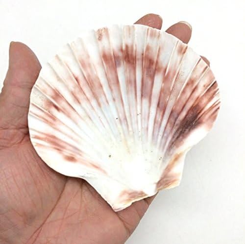 PEPPERLONELY 8 PC Large Great Scallop Sea Shells, Irish Deeps or Irish Baking Shells, 3 Inch ~ 4 Inch