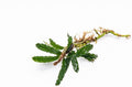 SubstrateSource Bucephalandra Velvet 3 Color Live Aquarium Plant - Natural Freshwater Fish Tank Decorations, Aquatic Decor (Small Clump (3-5 Plants))