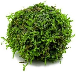 SubstrateSource Live Planted Decor - Christmas Moss Ball - Deep Green Freshwater Aquatic Plant, Low Light Aquarium Hardscape Accent for Aquascaping, Moderate Growth Rate - 1 Pack