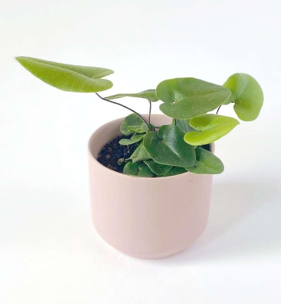 Heart Fern Live Plant for Indoor | Different Houseplants in 4'' & 6'' Pot | Real House Plant for Living Room, Office, Desk & Bathroom | Hemionitis Arifolia
