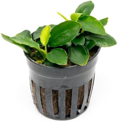 SubstrateSource Anubias Live Aquarium Plants - Potted Freshwater Plant for Fish Tanks, Terrariums - Beginner Friendly Low Light (Nana Long Wavy, 3 Pots)