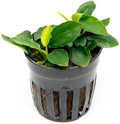 SubstrateSource Anubias Live Aquarium Plants - Potted Freshwater Plant for Fish Tanks, Terrariums - Beginner Friendly Low Light (Nana Long Wavy, 3 Pots)