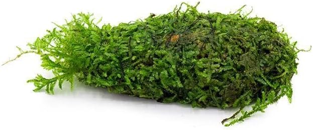 SubstrateSource Live Planted Decor - Christmas Moss (Vesicularia montagnei) on Clay - Low Light, Green Accent Freshwater Aquatic Plant, Foreground to Midground Placement for Aquascaping - 1 Pack