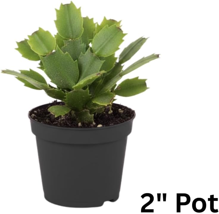 White Christmas Cactus Plants Live in 2 Inch Pot, Vibrant Christmas Cactus Blooms, Perennial Holiday Cactus Plant Flower Succulent Houseplant
