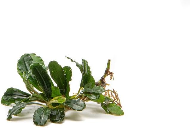 SubstrateSource Bucephalandra Brownie Phantom Live Aquarium Plant - Natural Freshwater Fish Tank Decorations, Aquatic Decor (Small Clump (3-5 Plants))