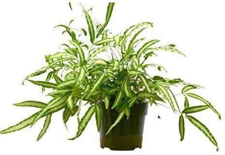 Pteris Cretica Albo Fern Live Plant for Indoor | Different Houseplants in 4'' & 6'' Pot | Real House Plant for Living Room, Office, Desk & Bathroom | Silver Ribbon | Cretan Brake