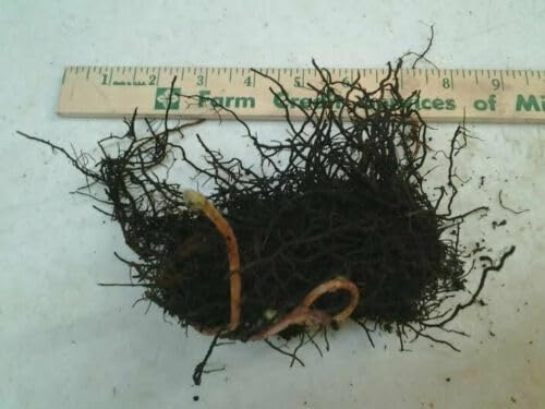 5 Cinnamon Fern Rhizomes - Shade Perennial Fern Roots - Osmundastrum cinnamomeum - (5 Pack)