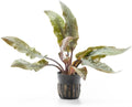 SubstrateSource Cryptocoryne Live Aquarium Plants - Freshwater Plant for Aquariums, Planted Fish Tanks - Beginner Friendly (Undulatus Hybrid, 3 Pots (15-20 Plants))
