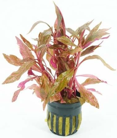 Live Aquarium Plants Variety Pack – Nursery’s Choice Easy Beginner 6-Pot Package | Freshwater Tank Starter Kit, Hardy Low-Light Aquatic Plants
