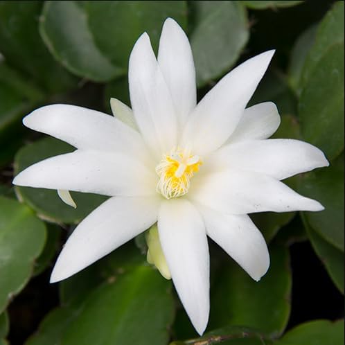 Assorted Easter Cactus Plant Assorted Spring Cactus Rhipsalidopsis Flowers Plant, Holiday Cactus Live Plant 4-6 Inch Tall