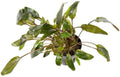 SubstrateSource Cryptocoryne Live Aquarium Plants - Freshwater Plant for Aquariums, Planted Fish Tanks - Beginner Friendly (Wendtii Brown, 1 Pot (3-5 Plants))