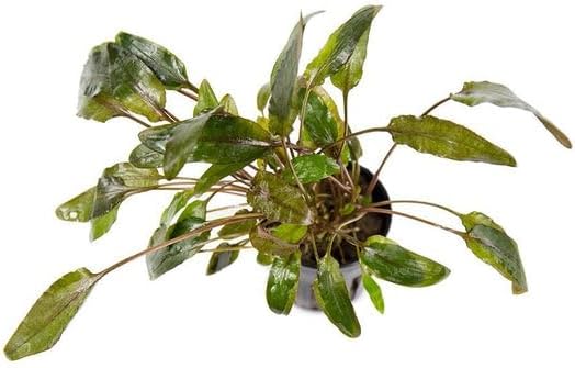 SubstrateSource Cryptocoryne Live Aquarium Plants - Freshwater Plant for Aquariums, Planted Fish Tanks - Beginner Friendly (Wendtii Brown, 5 Pots (20-25 Plants))