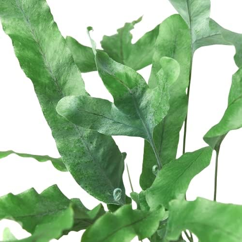Fern Blue Star Live Plant for Indoor | Different Houseplants in 4'' & 6'' Pot | Real House Plant for Living Room, Office, Desk & Bathroom | Blue Star | Phlebodium aureum
