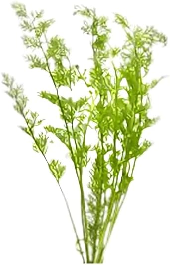 Water Sprite Lace Leaf Ceratopteris Thalictroide - Easy Care Live Aquatic Plant for Freshwater Aquariums – Enhances Tank with Vibrant Green - Stunning Aquarium Decorations Plant