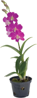 American Plant Exchange Dendrobium Orchid – Live 4-Inch Potted Flowering Plant, Easy-Care Tropical Houseplant with Elegant Blooms for Indoor Home, Office, Windowsills & Gift Décor