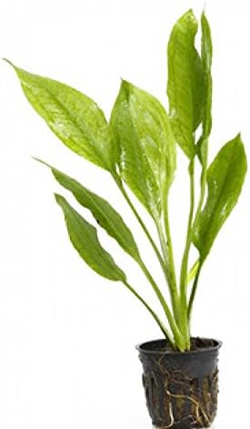Potted Live Aquarium Plants Bundle - Easy and Snail Free Aquatic Plants (4 Pots)