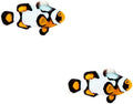 2-Pack Live Nebula Picasso Percula Clownfish, Captive Bred Saltwater Fish, Reef-Safe Marine Species for Aquarium Tanks