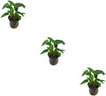 Anubias Barteri (Gracilis) – Live Freshwater Aquarium Plant - Low Maintenance Perfect for Beginner - Ideal for Aquascaping - Provides Natural Shelter for Fish & Shrimp - 3 Pack Potted