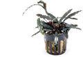 SubstrateSource Bucephalandra Velvet 3 Color Potted Live Aquarium Plant - Natural Freshwater Fish Tank Decorations, Aquatic Décor