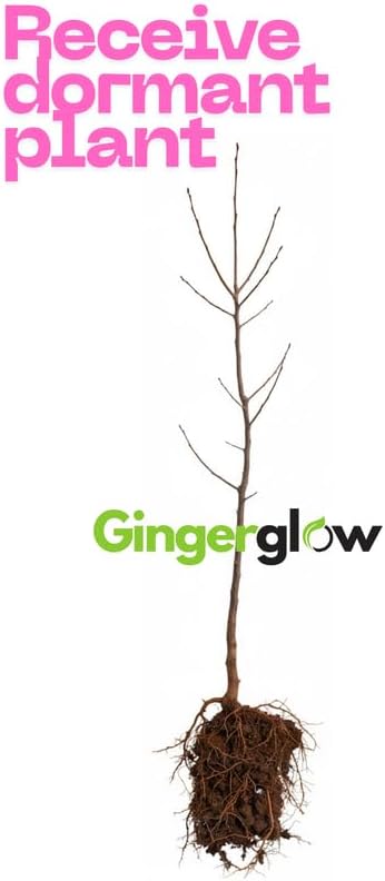 2 Pussy Willow Live Plants – 6 to 12 Inch Tall | Early Spring Blooming Shrubs with Soft Catkins | Hardy and Easy to Grow Shrubs