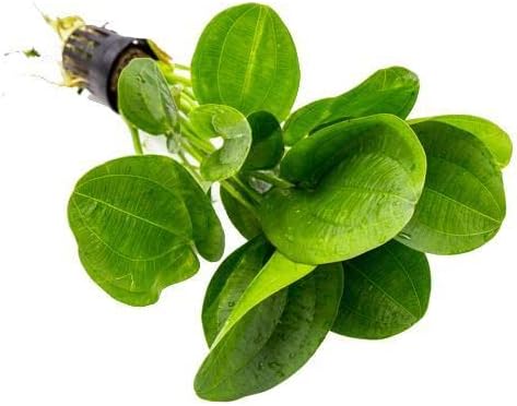 SubstrateSource Echinodorus Horizontalis Mini Sword Live Plant for Freshwater Aquariums, Natural Fish Tank Decorations, and Aquatic Decor (1 Pot (2-3 Plants))