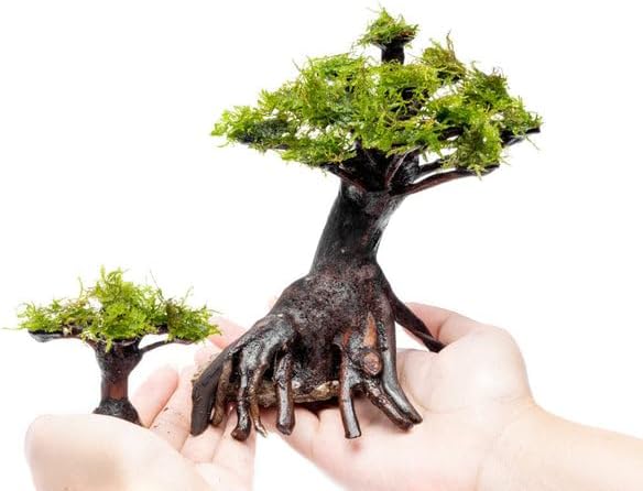 SubstrateSource Live Planted Decor - Moss on Bonsai (Aquascaping Tree) - Low to Moderate Light, Bright Green Freshwater Accent for Aquatic Layout, Midground Placement Centerpiece - Extra Small, 1 Pack