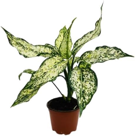 Aglaonema Snow White – Live Plant in 4" Grower’s Pot, Easy to Grow Low Maintenance Indoor Houseplant, White Plants, Includes UniHeat Pack for Winter Protection