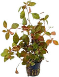 Ludwigia Repens Red 2 Inch Pot