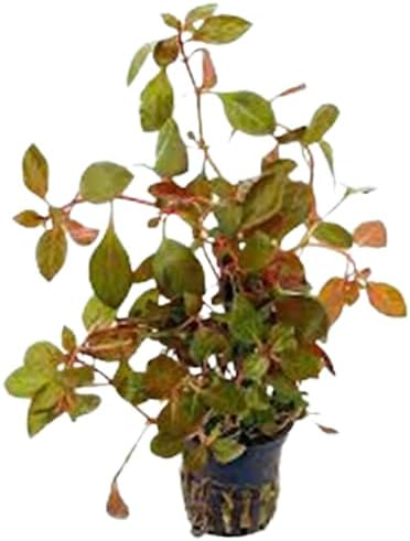 Ludwigia Repens Red 2 Inch Pot