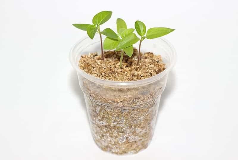 Experience Superior Plant Growth with Gardenera Half and Half Mix of Perlite and Vermiculite - Nature's Best for Optimal Nutrient Retention - 3 Quart