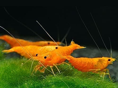 7 Orange & 7 Yellow & 7 Fire Red Three Mix Colors Live Shrimps Freshwater Shrimp High Grade Live Shrimps – Freshwater Shrimp Aquarium Inverts – with Live Arrival Guarantee (Pack of 21+)