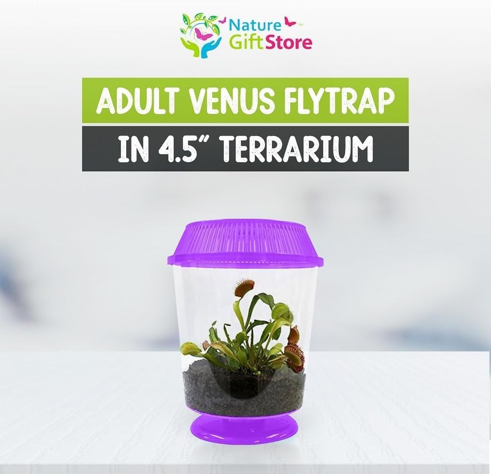 Venus Fly Trap Live Plant with 4.5" Purple Terrarium + Carnivorous Plants Food Bundle with Feeding Tweezers - Carnivorous Plant Soil and Live Venus Flytrap