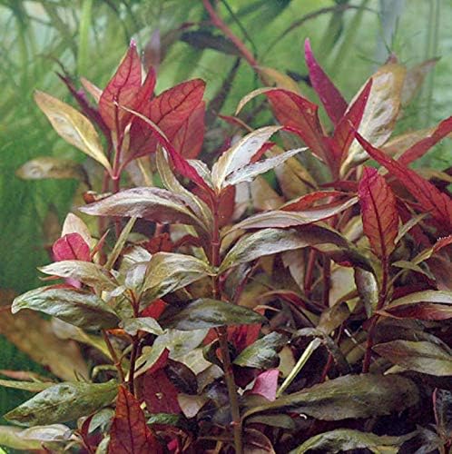 Alternanthera Lilacina Bundle Freshwater Red Stems Live Aquarium Plant