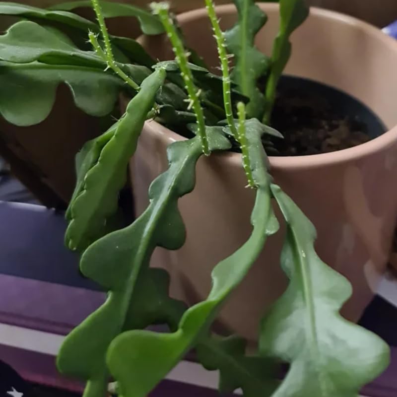 Fishbone Cactus Live Plant in 4" Pot | Eye-Catching RIC Rac Foliage | Beginner-Friendly Indoor Houseplant for Décor |Unique Gift for Plant Enthusiasts