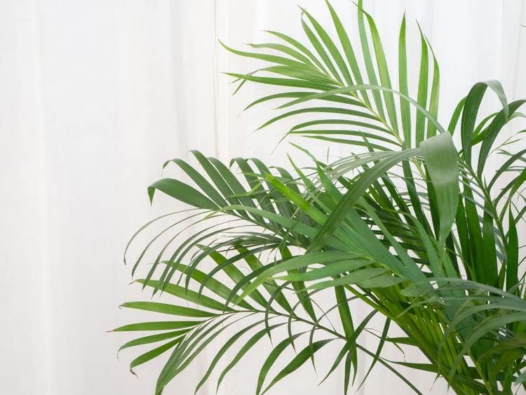 GARDENERA Palm Tree Potting Mix - The Ultimate Soil for Strong and Healthy Palms - Top Choice for Palm Tree Growers [4 Quart Bag]
