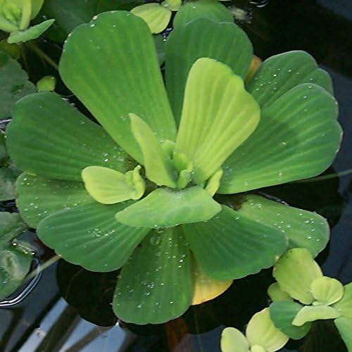 Water Lettuce (Pistia stratiotes) and Water Hyacinth (Eichhornia crassipes) Bundle (2 Water Lettuce (Pistia stratiotes) and 2 Water Hyacinth (Eichhornia crassipes) Bundle, 2, Count)