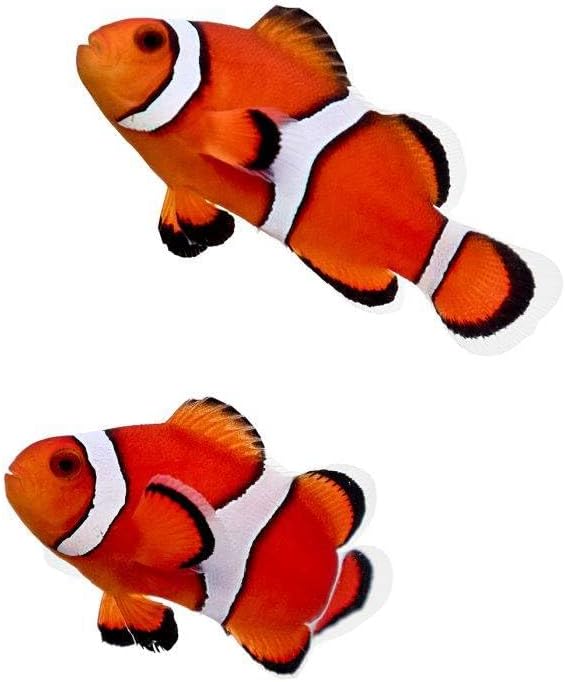2-Pack Ocellaris Clownfish – Captive-Bred Live Saltwater Aquarium Fish Pair – Reef Safe, Peaceful, Tank Raised – Ideal for Marine or Reef Tanks, Great for Beginners