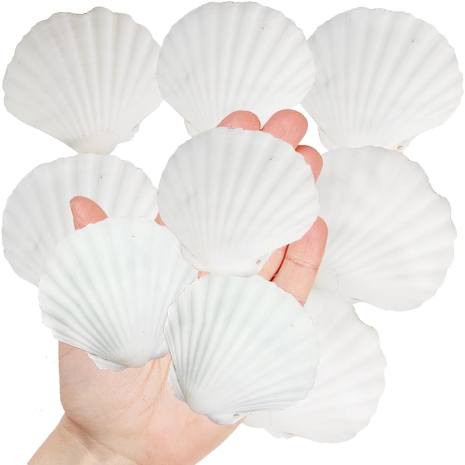 HappyFiller 30 PCs 2-3 Inch White Natural Scallop Seashells Decorative Sea Shells for DIY Painting Projects,Coastal Crafts,Beach Theme Decor,Wedding Centerpieces,Home Decorations,Vase Fillers