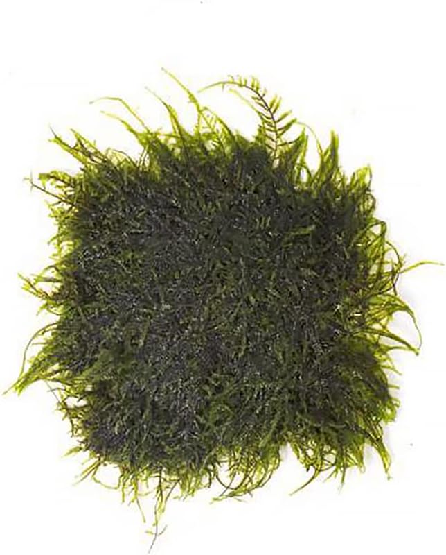 SubstrateSource Peacock Moss on Mesh Live Aquarium Plant - Freshwater Fish Tank Decorations for Natural Aquatic Decor