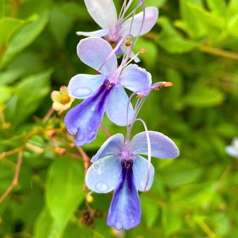 Blue Butterfly Clerodendrum Plants Live, Trailing Light Bulb Flowering Vine, 4-8 Inch Tall, Ready to Plant Outdoor